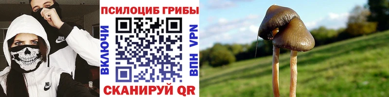 Купить закладки  Ардатов  Псилоцибиновые грибы GOLDEN TEACHER 